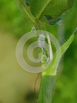 Â Mealybug damage on peanut leaf and flower.